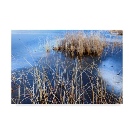 Trademark Fine Art Anthony Paladino 'Bull Rush And Reeds In Ice Mendon Ponds' Canvas Art, 12x19 ALI24660-C1219GG